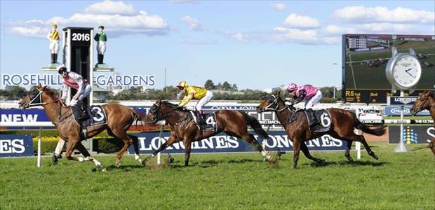 Star Turn - Rosehill - 13/08/2016